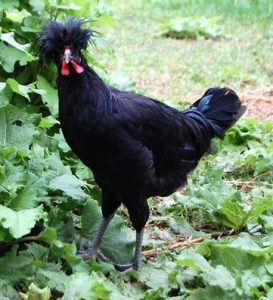http://mygoldenbuffies.weebly.com/info-about-chicken-breeds-and-more.html